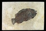 Bargain, Fossil Fish (Cockerellites) - Wyoming #144165-1